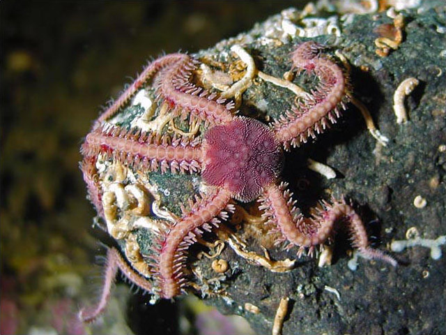 What Do Brittle Stars Eat
